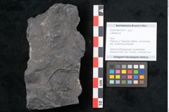 Foto (Objekt + Etikett) von Callipteris sp.  (NHMW-GEO-2024-0188-10919)